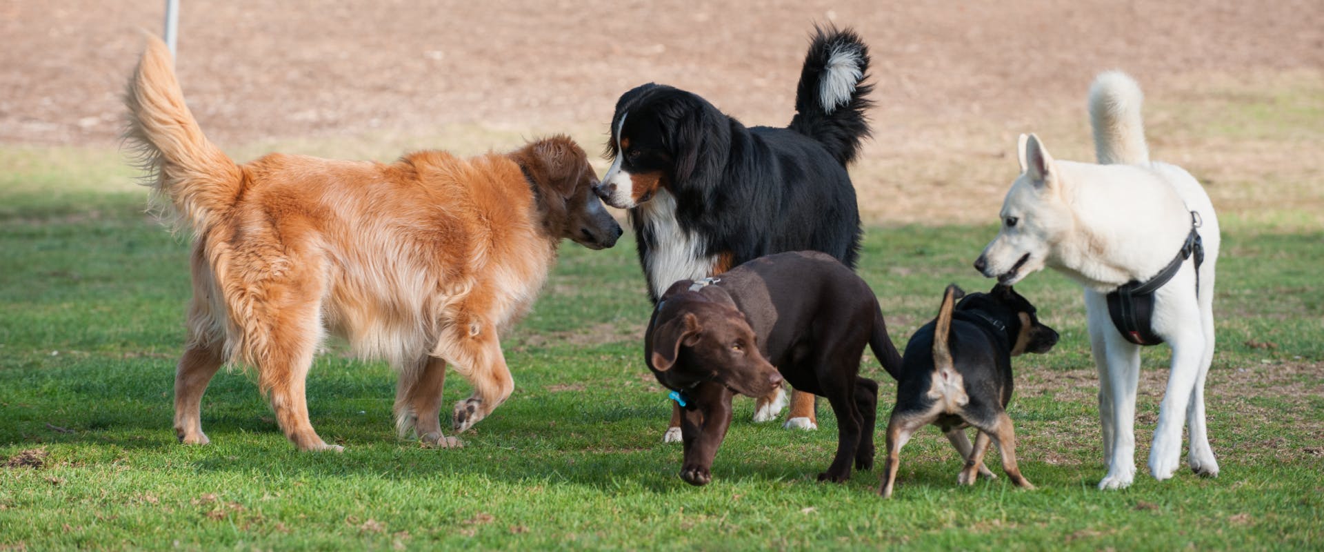 A group of dogs meet in a park.