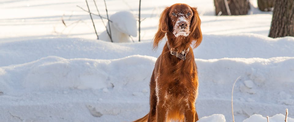 A red dog standing in snow