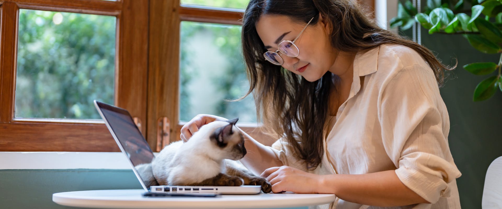 Siamese cat lying on an open laptop in a cafe whilst being stroked