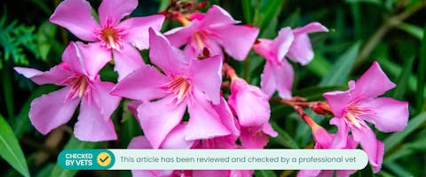 Pink oleander plant