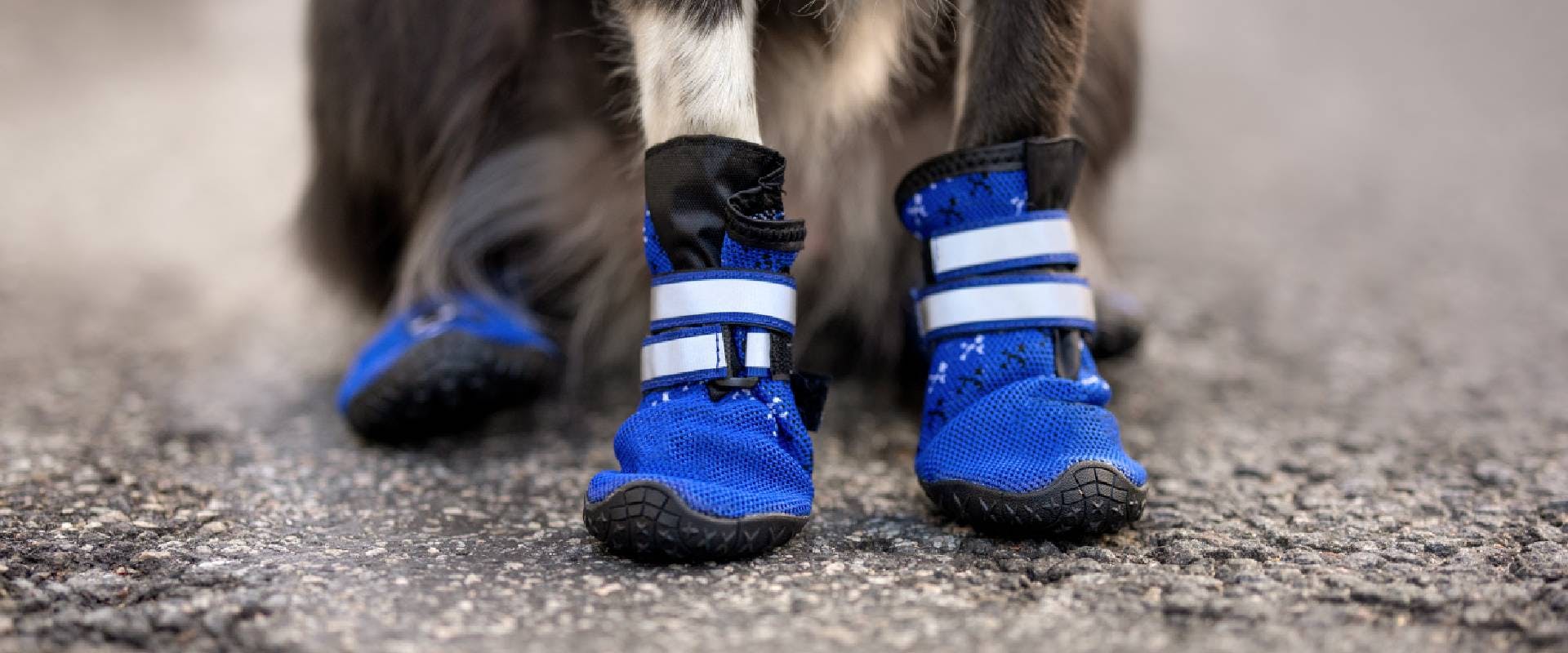 Close-up of blue dog shoes
