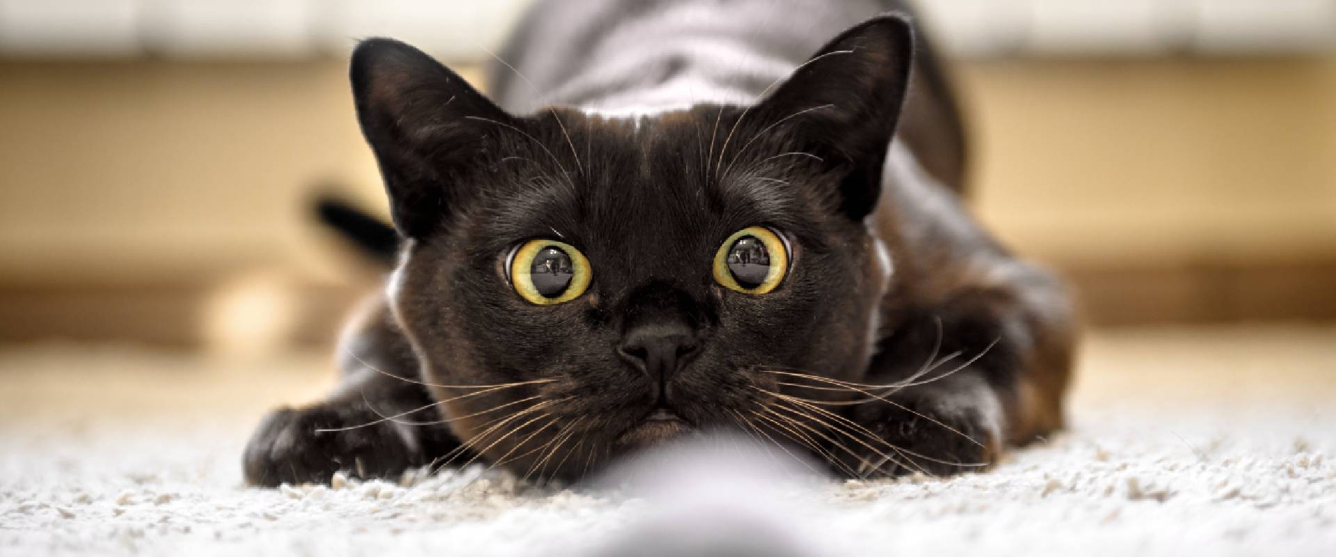 Why Cats are Better than Dogs