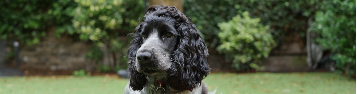 Black Springer Spaniel in British garden
