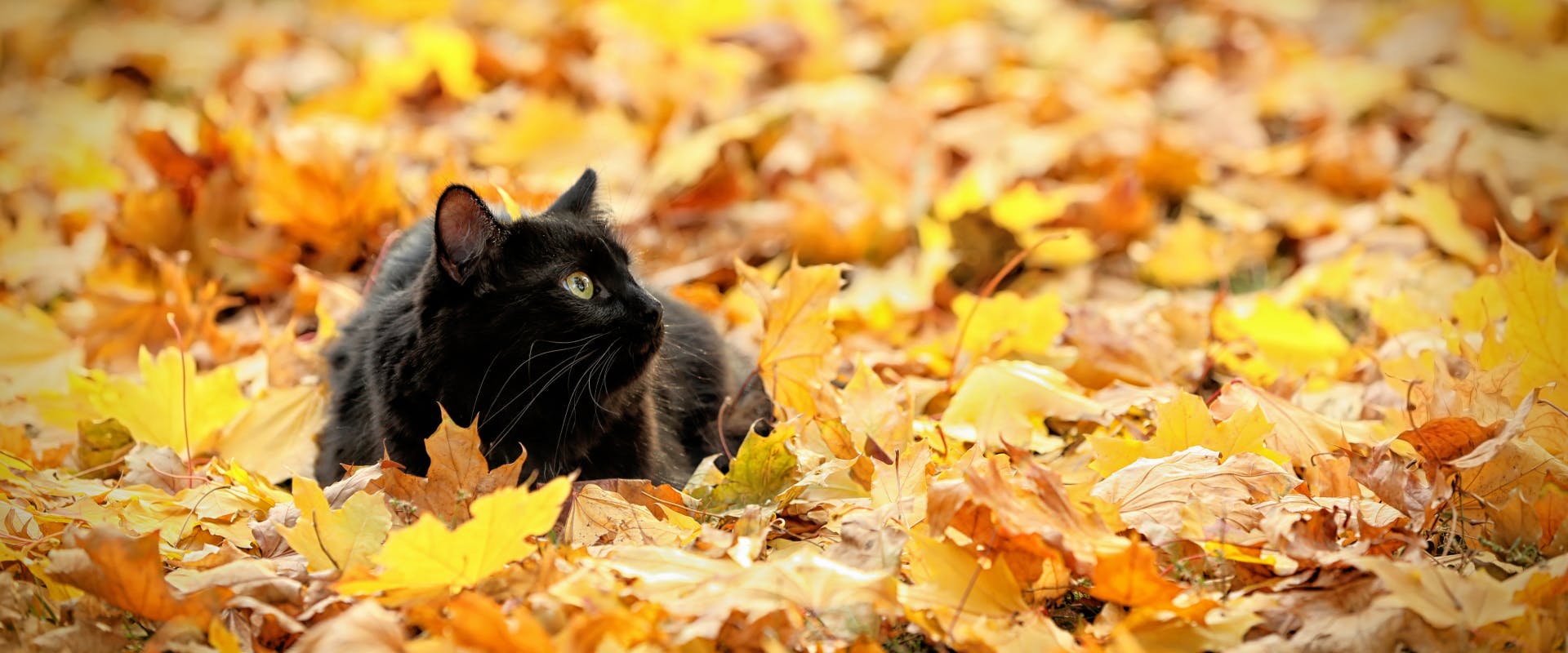 A black cat amongst autumn leaves.