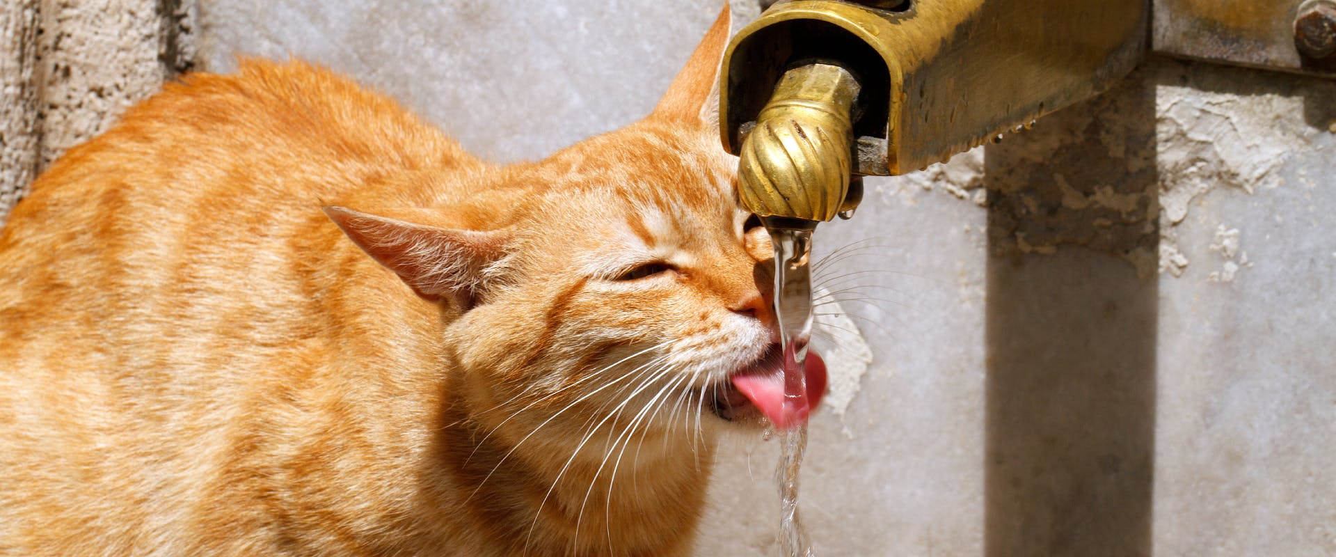 a ginger cat drinking from an lightly dripping outside tap