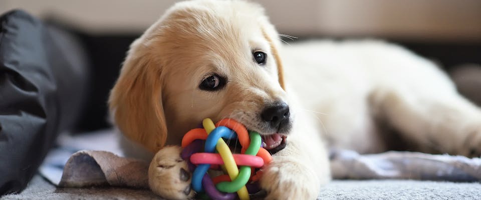 A cute puppy chewing a dog treat dispenser toy