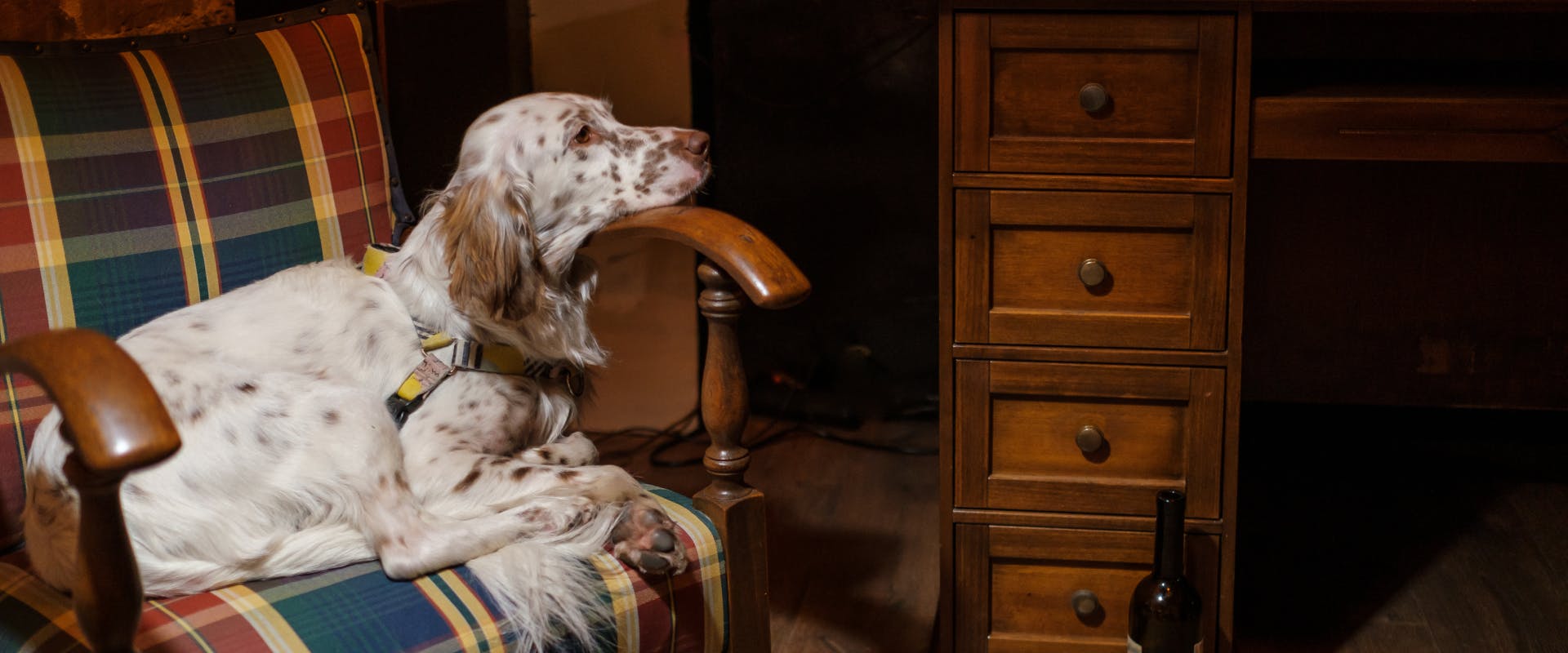 A dog rests its head on an arm chair.