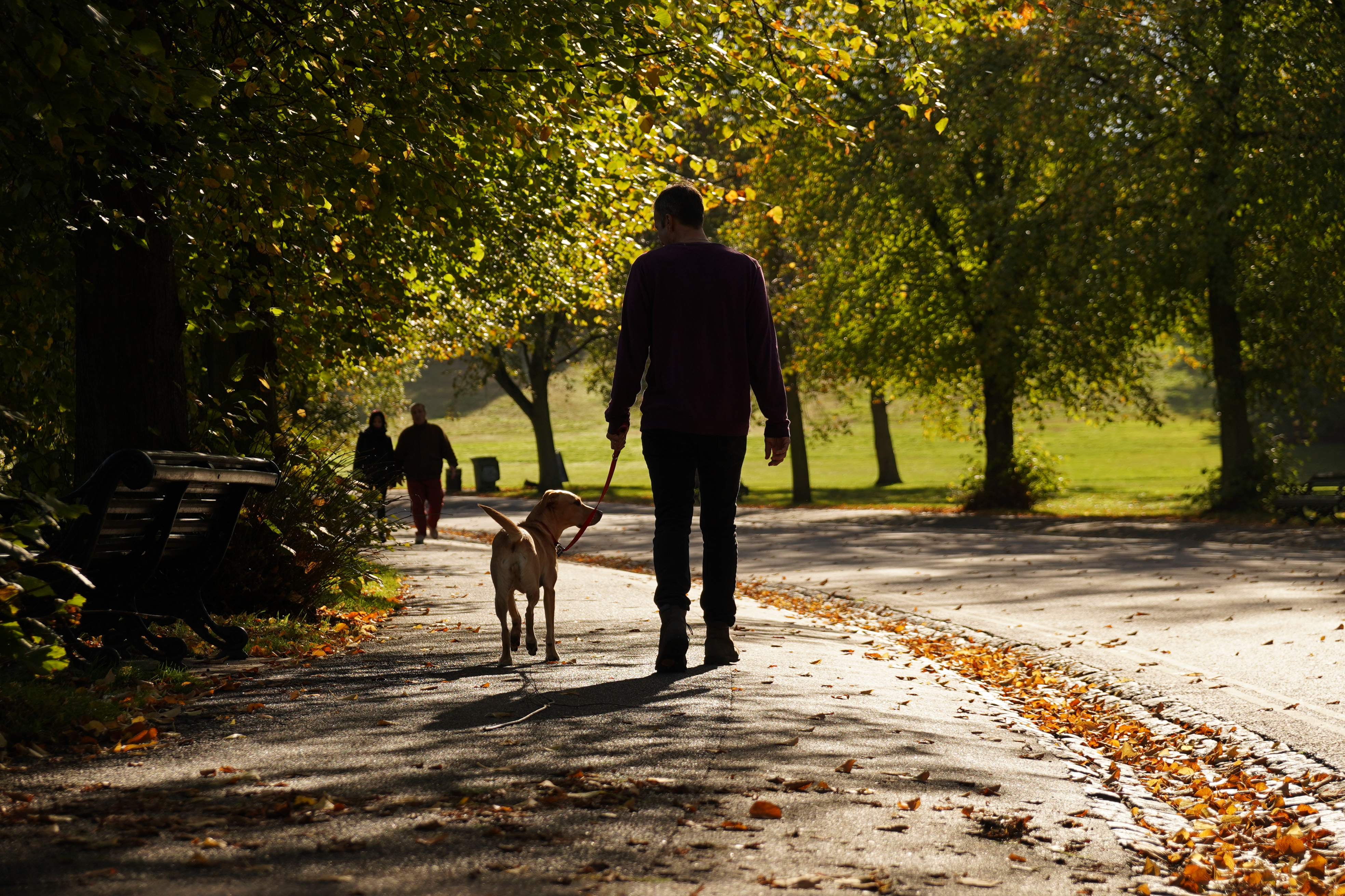 most dog friendly cities in the world