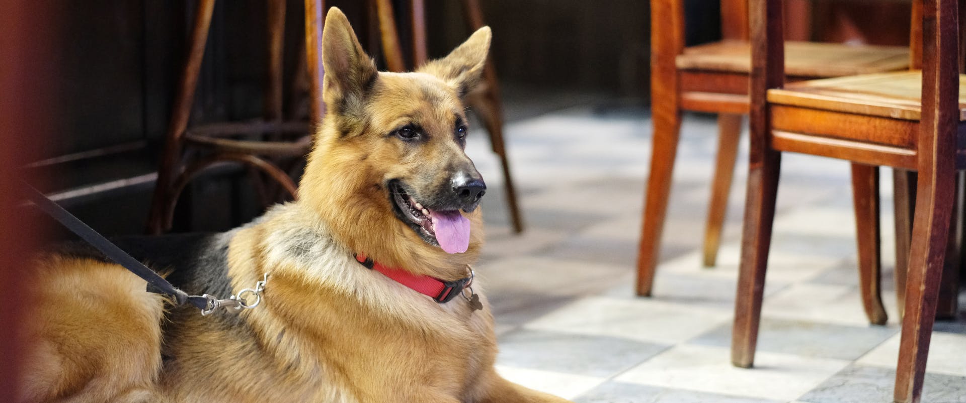 German shepherd sat inside a dog friendly restaurant whilst on its led.