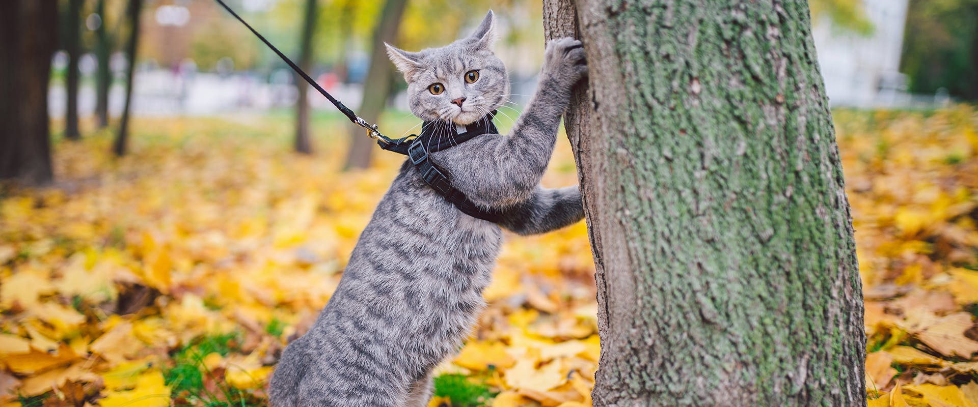 A cat wearing a black cat harness standing in a park covered in fallen leaves, its paws extended up against a tree