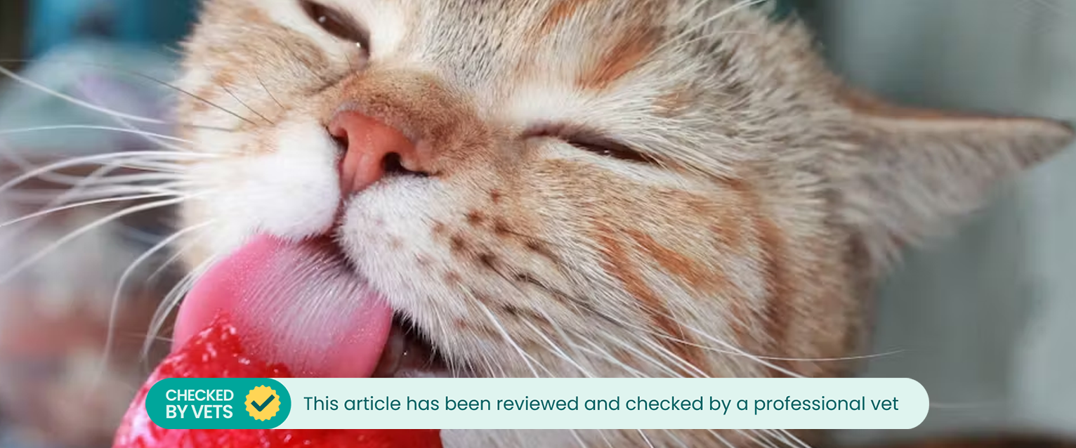 A cat licking a strawberry