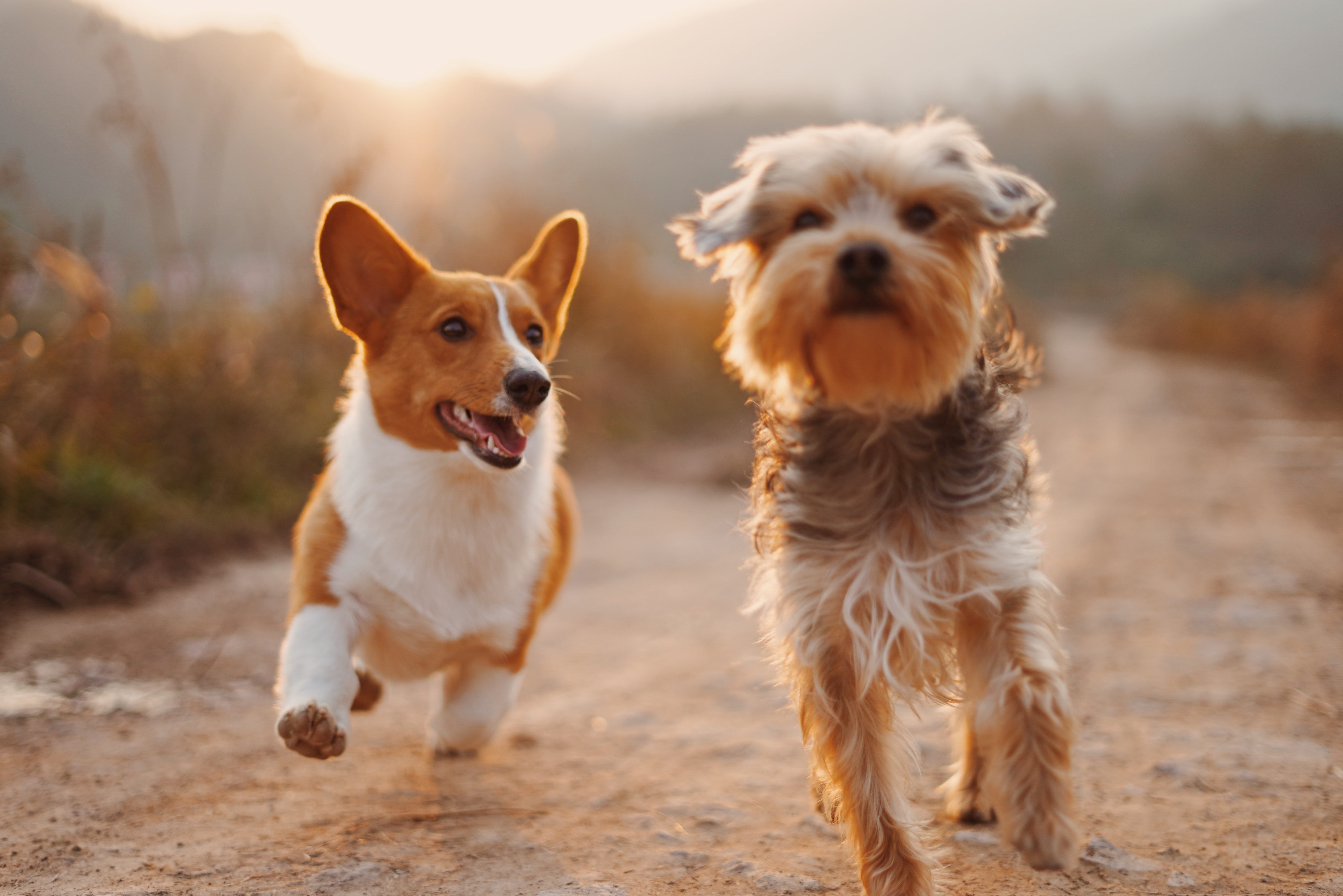 Two puppies running