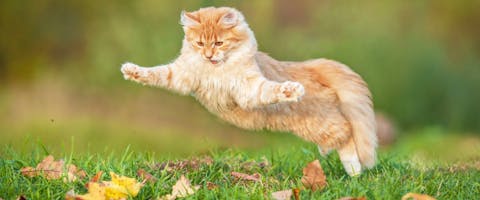 Ginger cat jumping above a patch of leafy grass