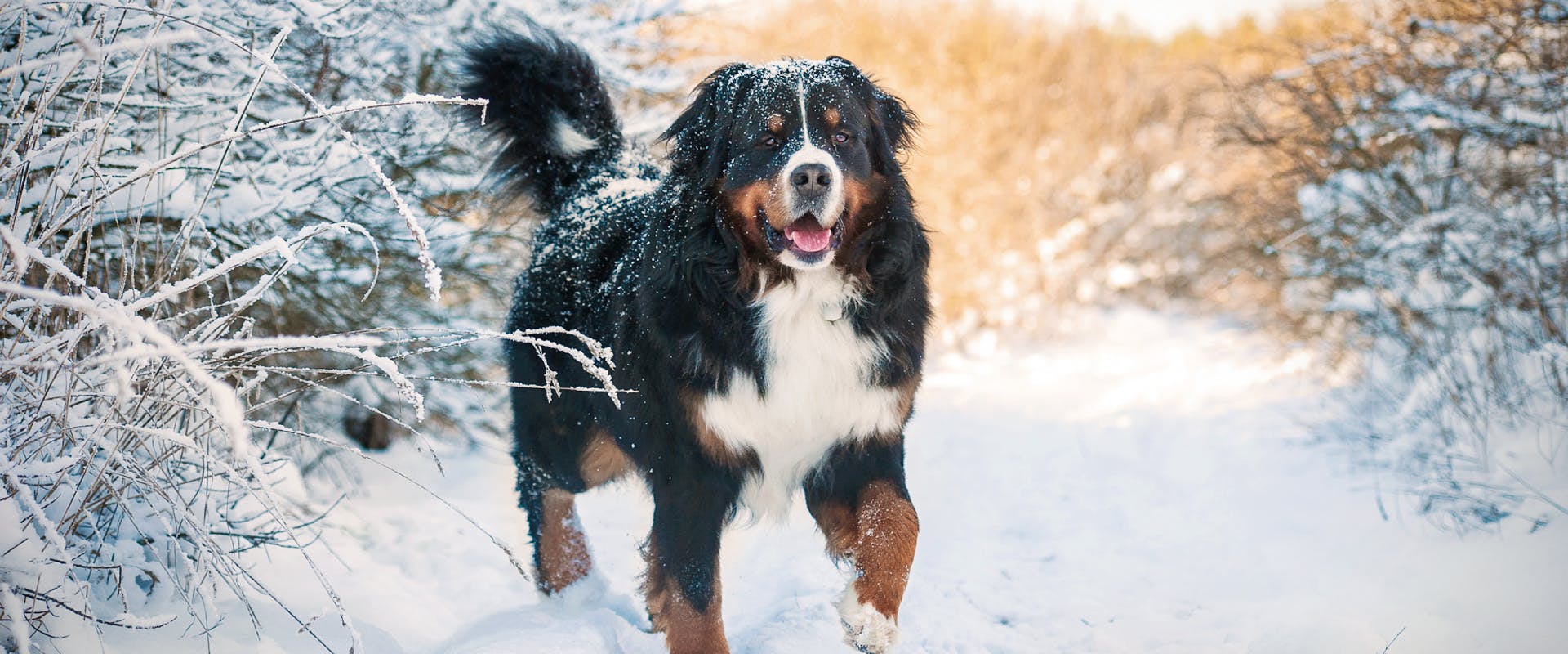 a Bernese mountain dog walking through a snowy path with frozen bushes on either side
