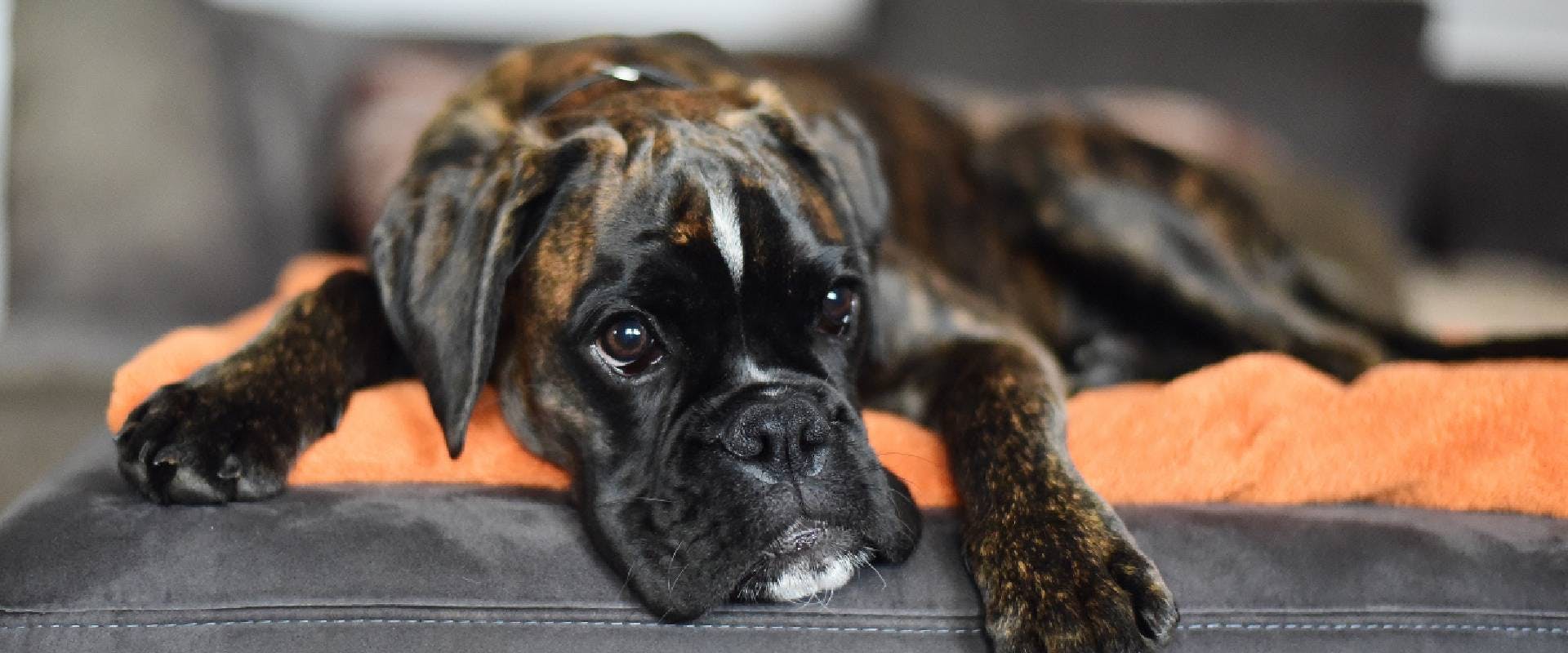 Adult Black Brindle Boxer