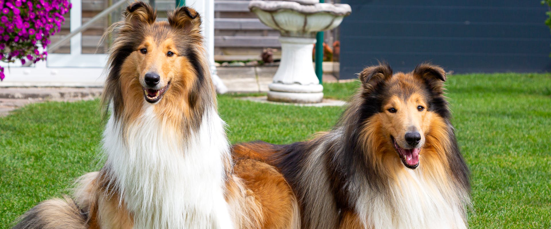 two tri-colored long haired rough collies in a backyard