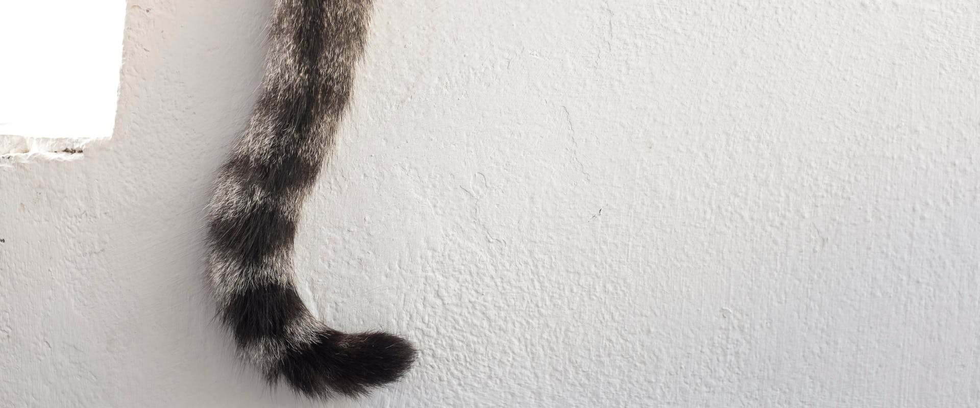 a stripy cat's tail draped down a white outside wall