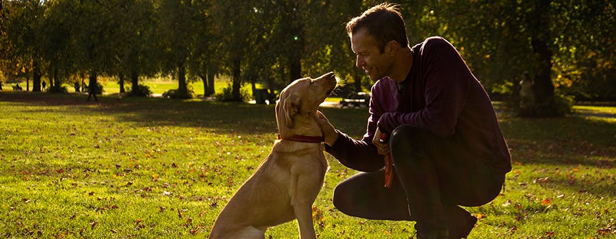 Labrador in the park with her owner. 