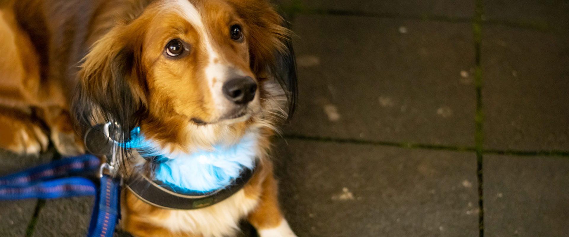 A dog at nighttime wearing a light up dog collar