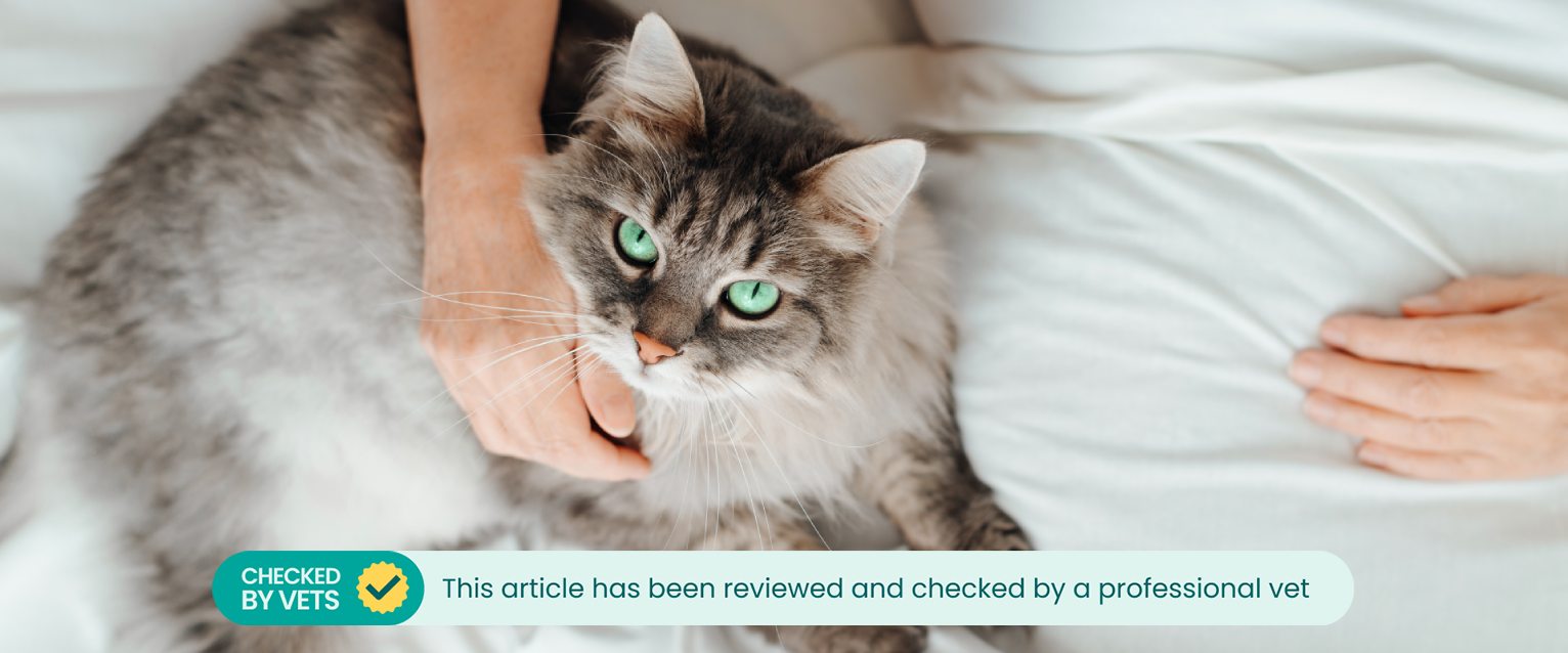 a middle aged and older cat with long fur and green eyes sitting on a pet parent's lap whilst they lie in bed