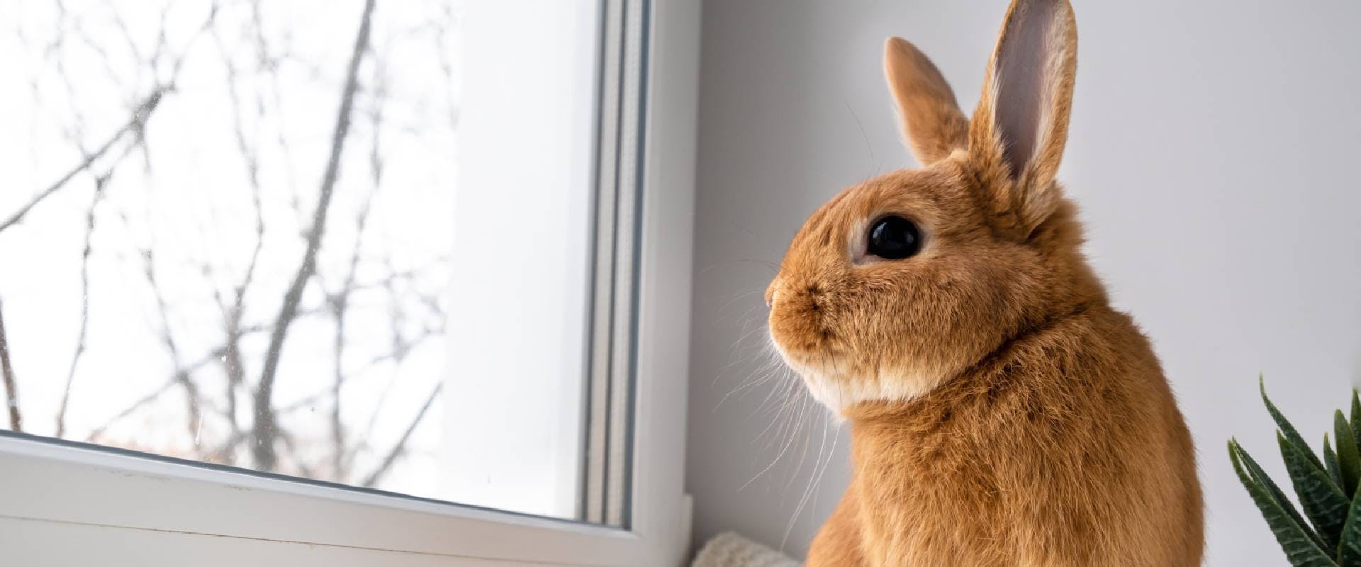 Rabbit looking out of a window