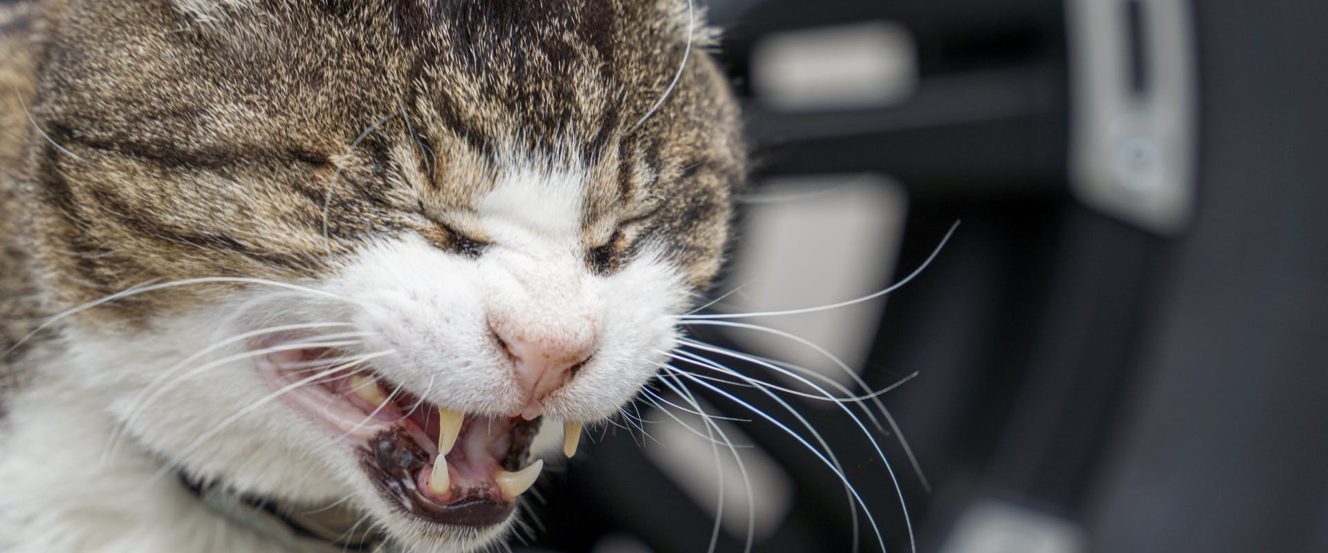 a white and tabby cat sneezing in a car