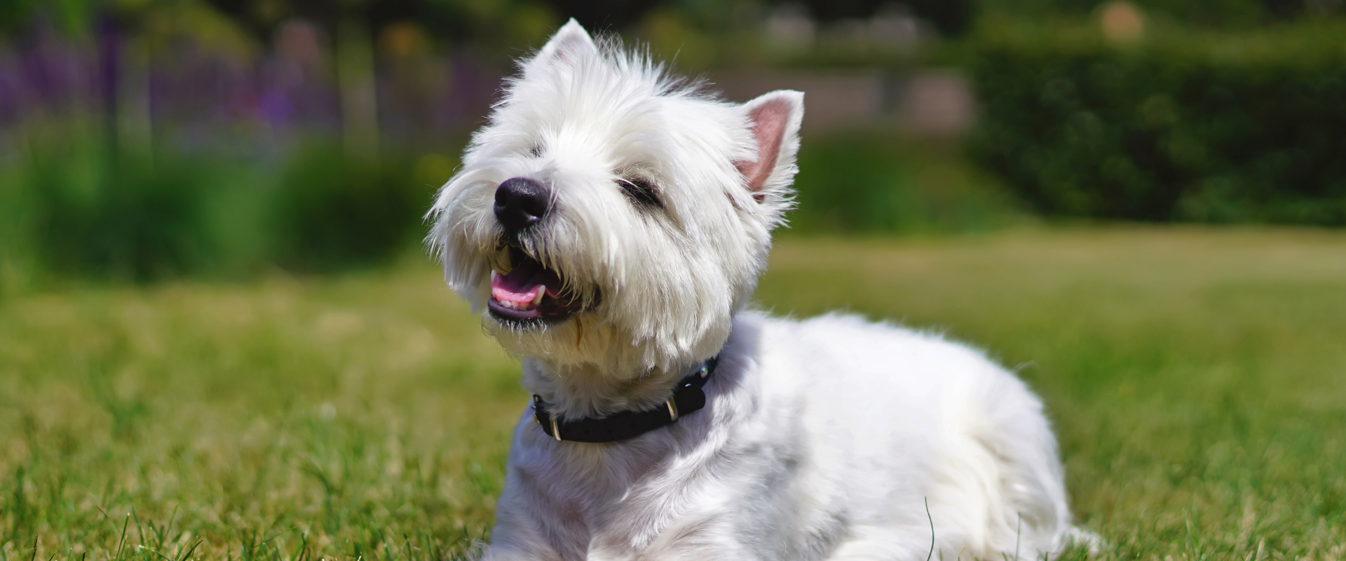 Top 10 Most Popular Terrier Breeds | TrustedHousesitters.com
