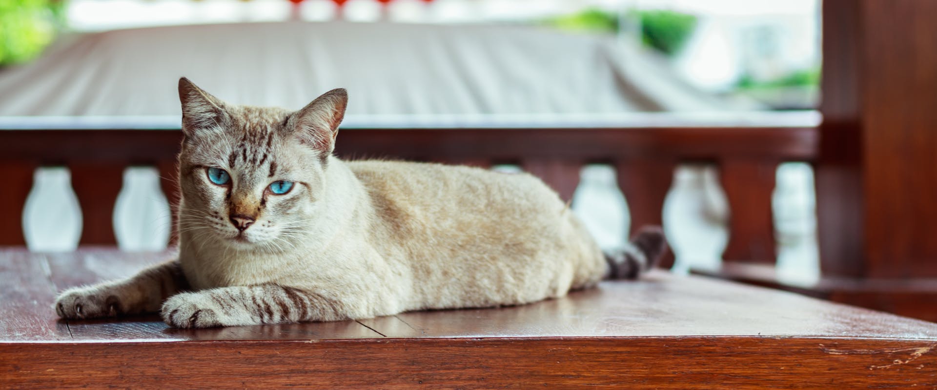 a short haired cat with bright blue eyes reclining on a wooden table on a balcony