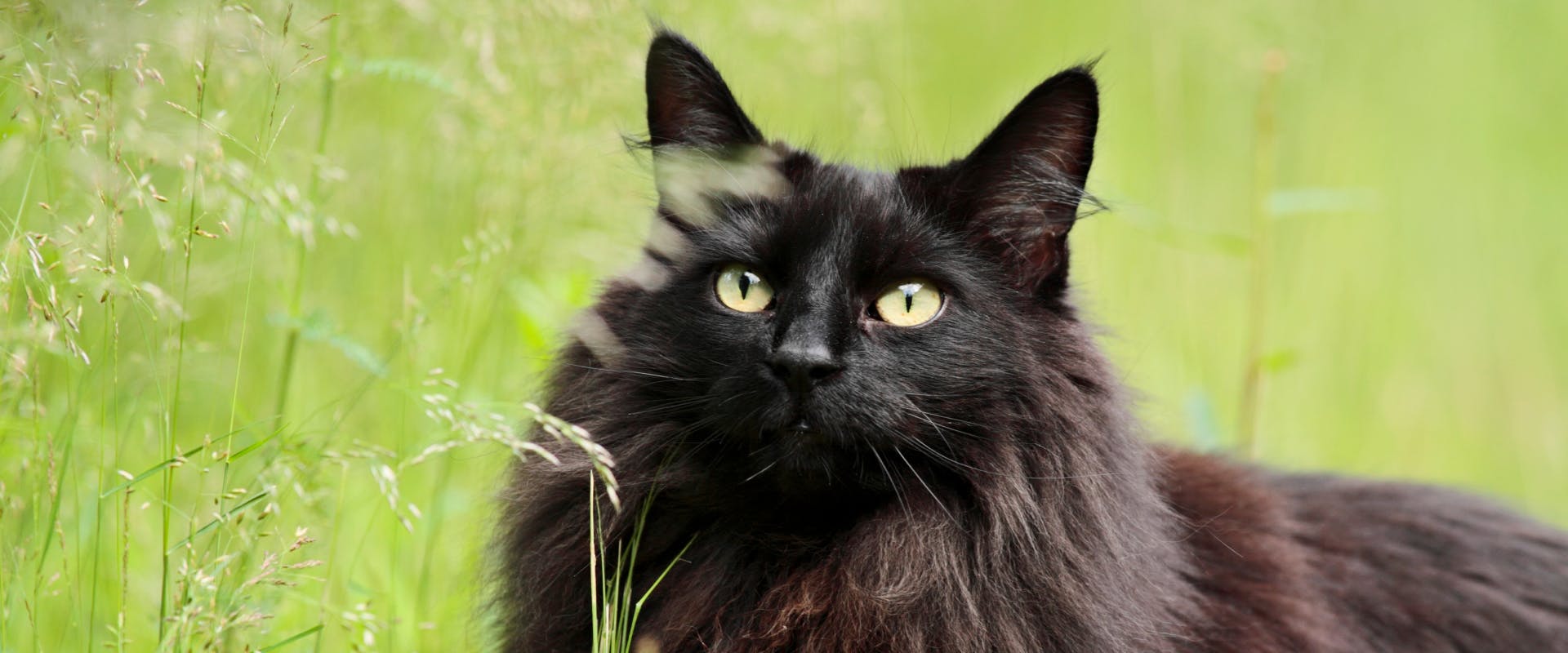 A black cat in a garden.