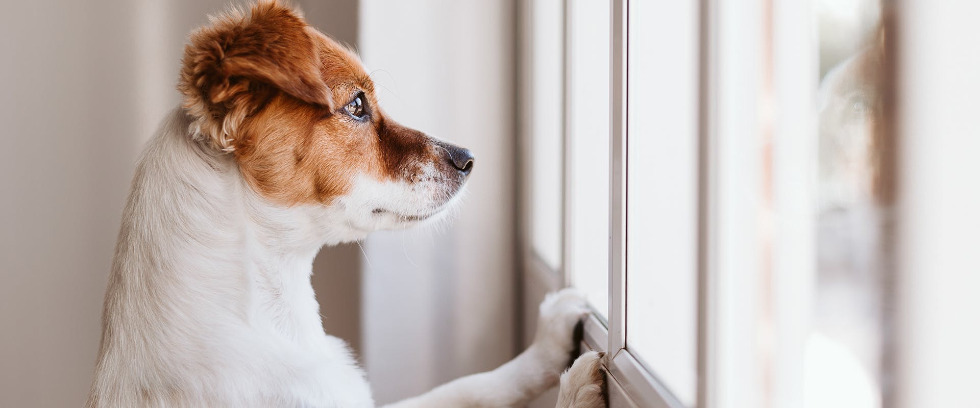 how can you tell if your dog is depressed or lonely