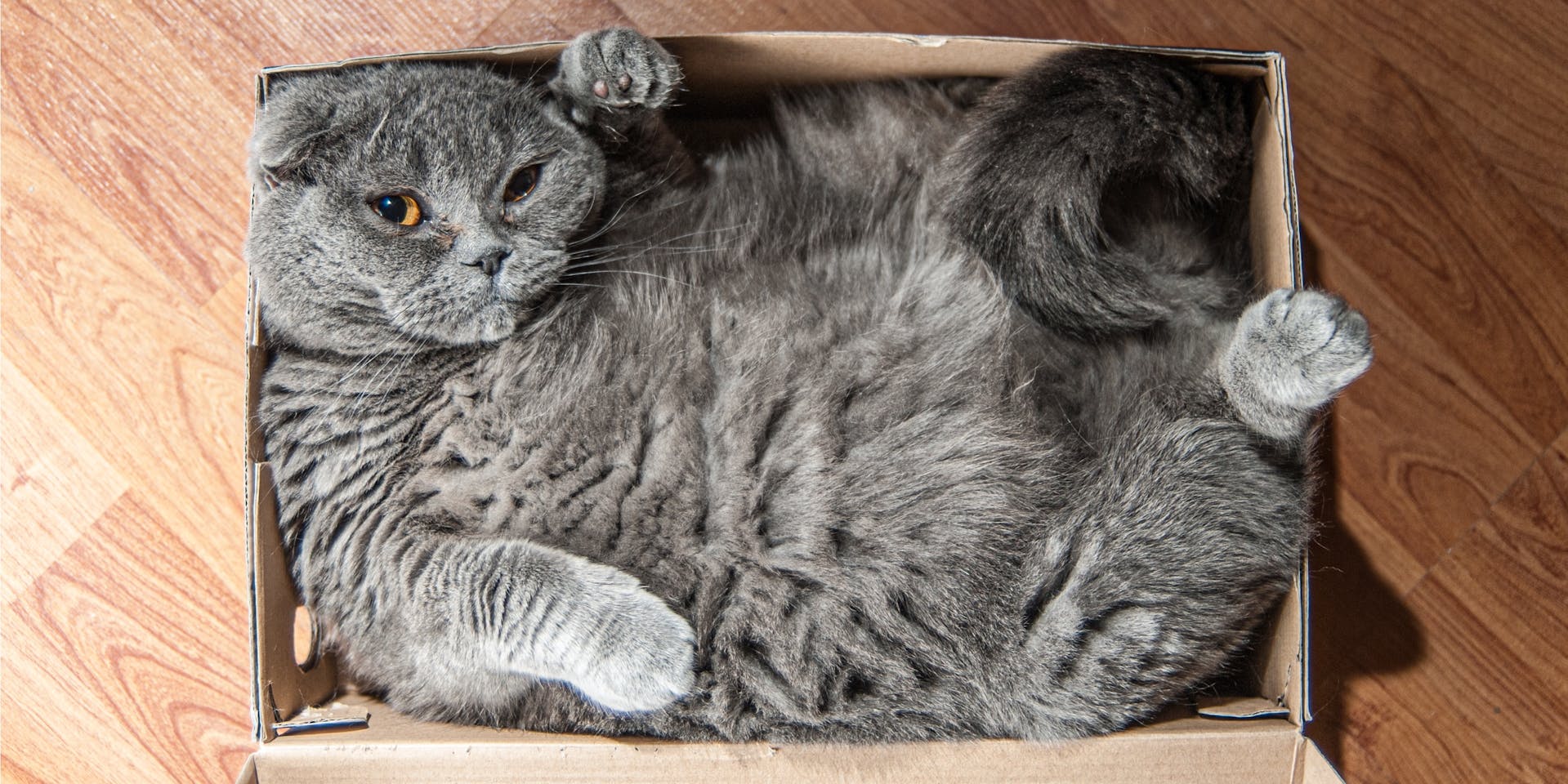Grey cat in a square box