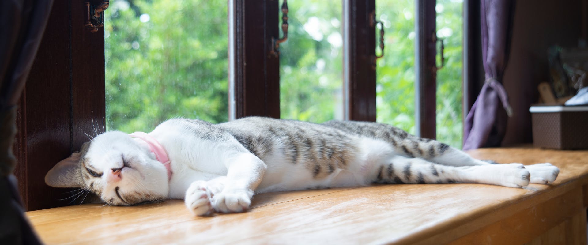 a white and gray tabby cat sleeping on its side next to a window on a wooden cabinet whilst wearing a pink collar