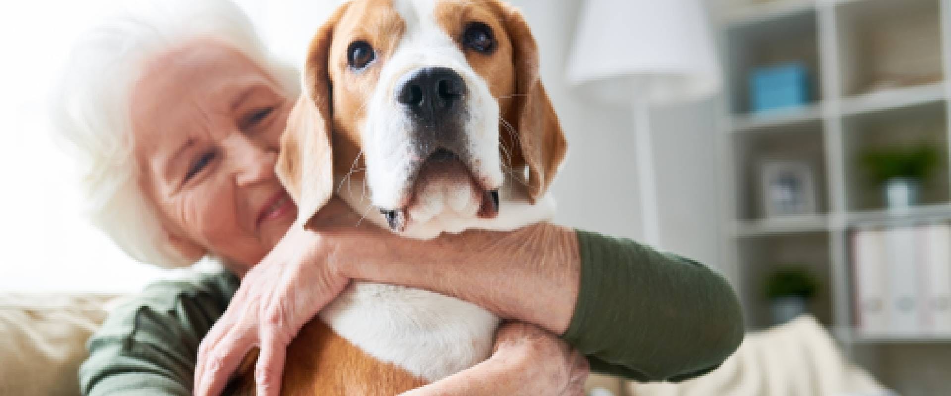 Dog mom embracing a Beagle