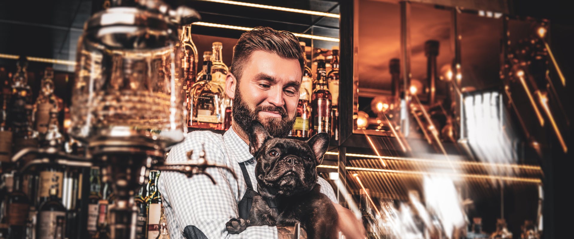 french bulldog being held by a barman in one of glasgows dog friendly pubs