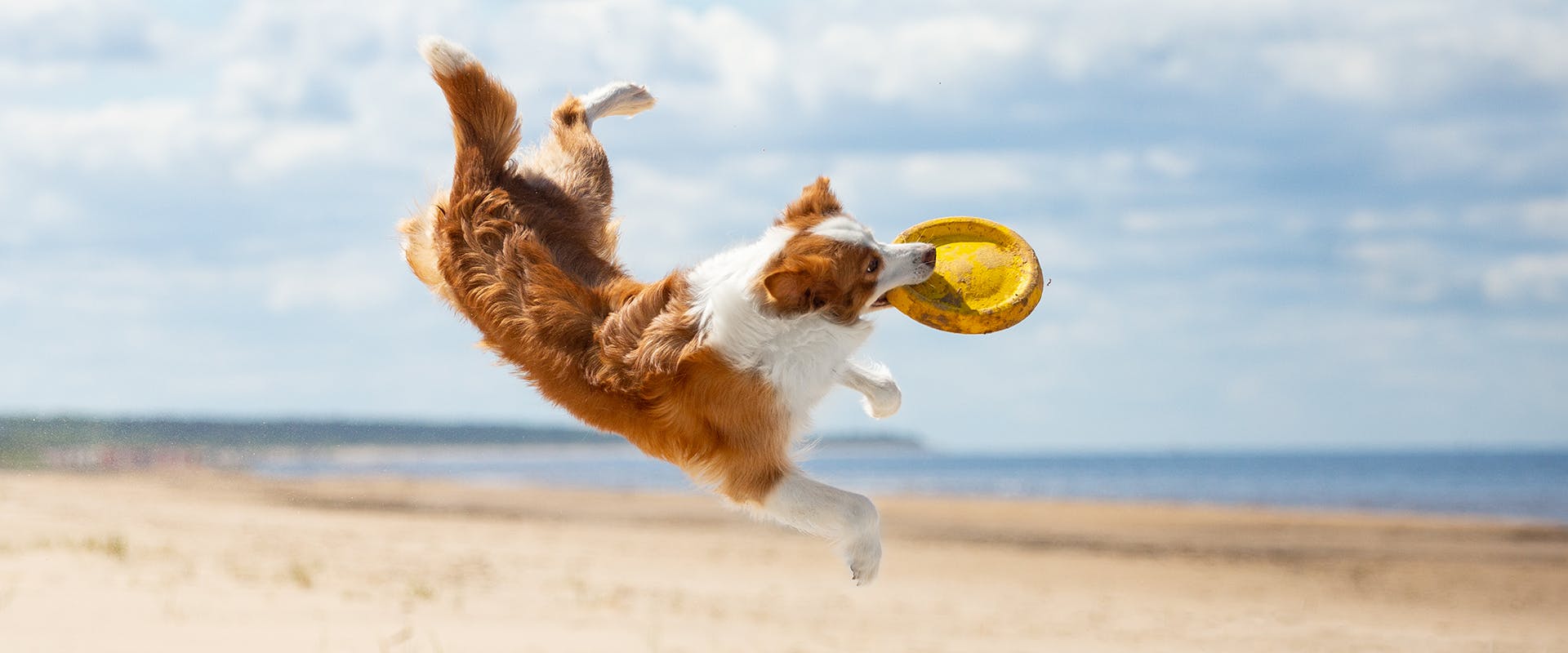 Dog catching a frisbee on the beach