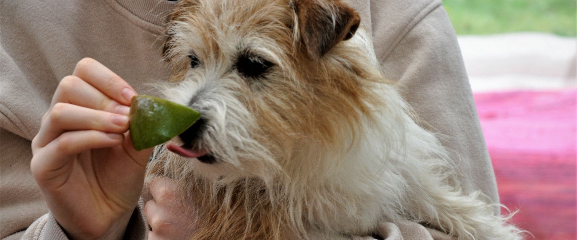 Small wire-haired dog eating mango