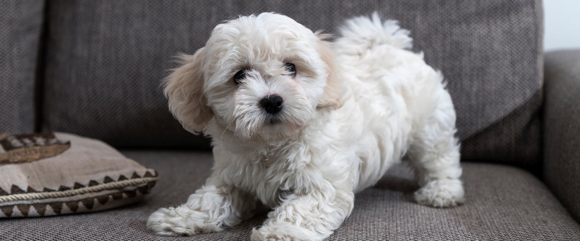 A cute Poochon puppy standing excitedly on a grey sofa, ready to pounce