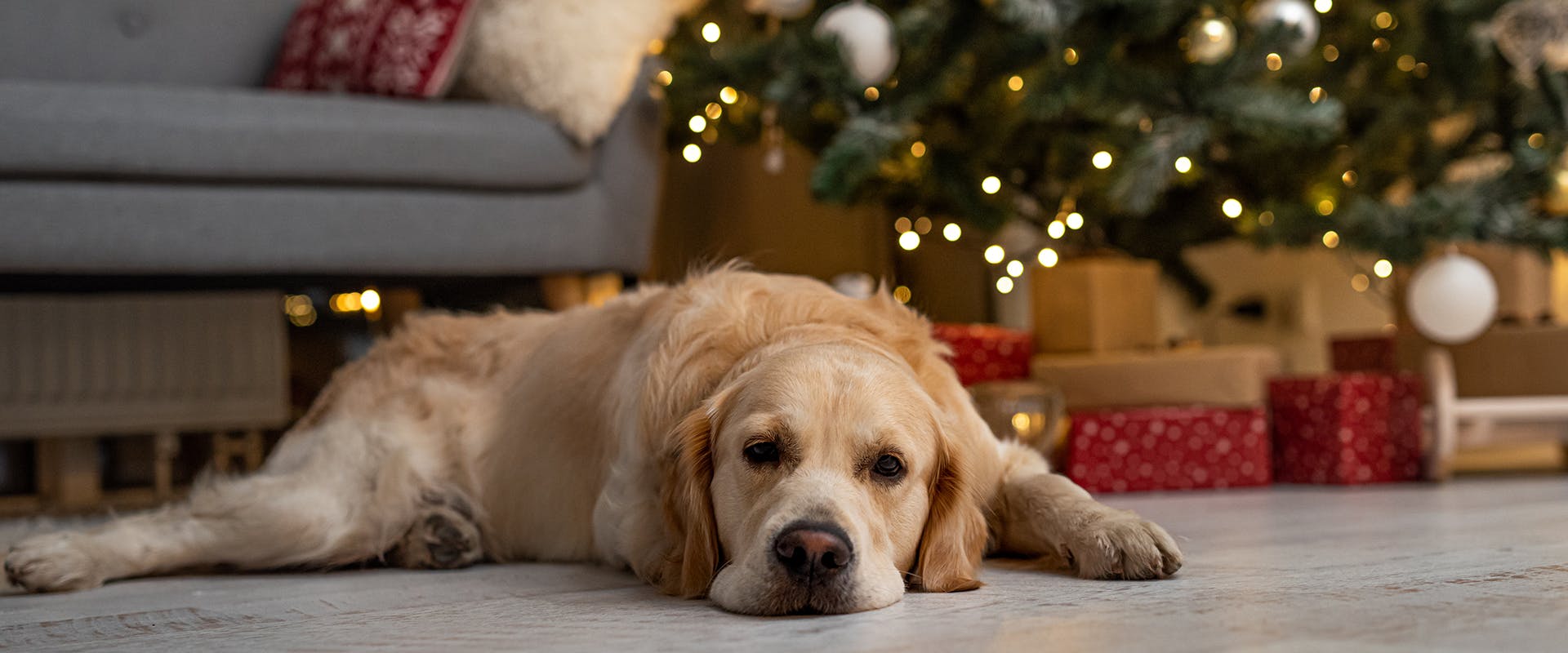 A Golden Retriever laying on the floor, a sparkling festive Christmas tree in the background
