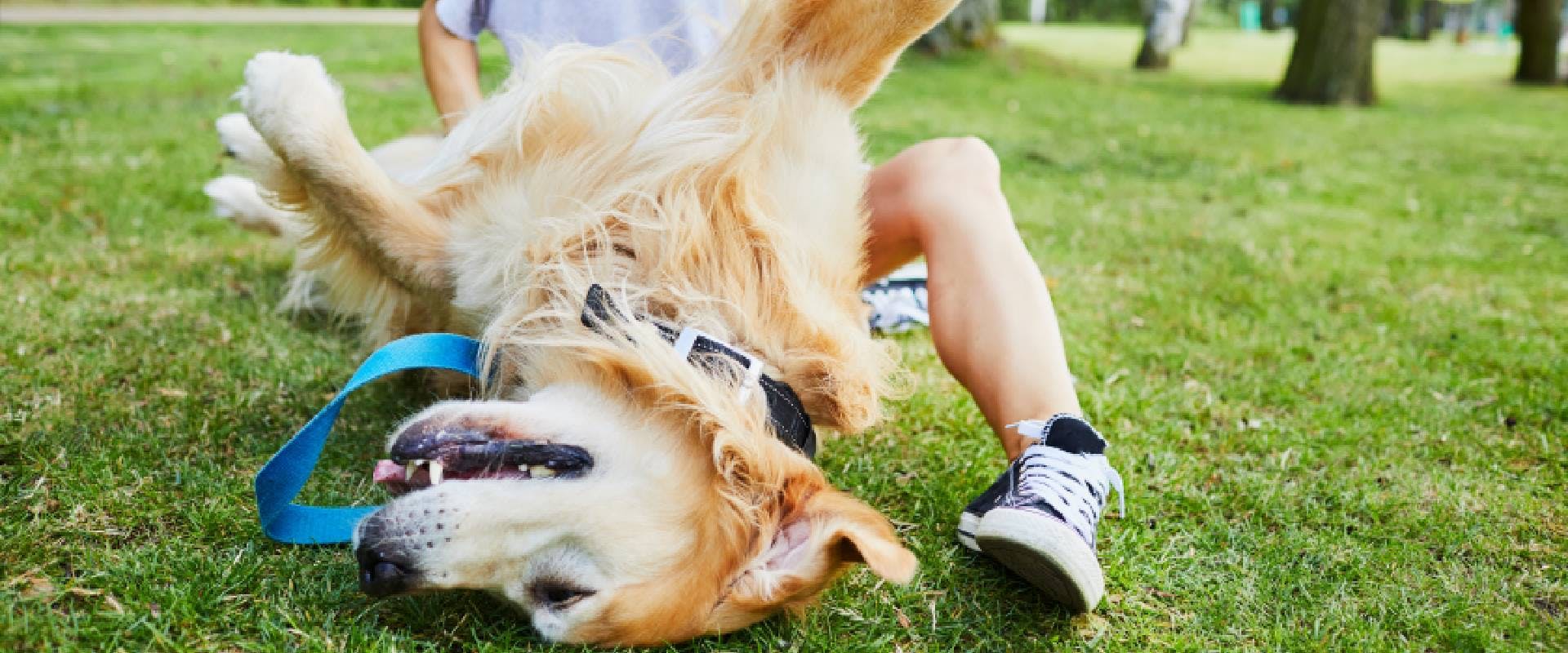 Golden Retriever rolling on the grass in a dog park with pet parent