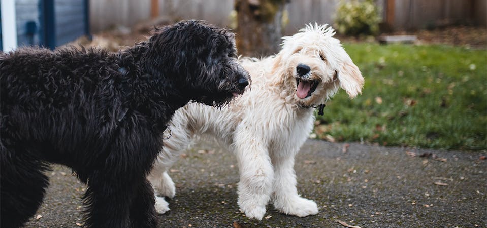 500 Male Dog Names For Your New Furry Friend
