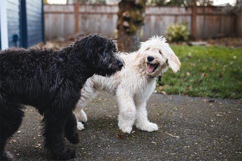 Two dogs, one white, one black, walking down a paved road