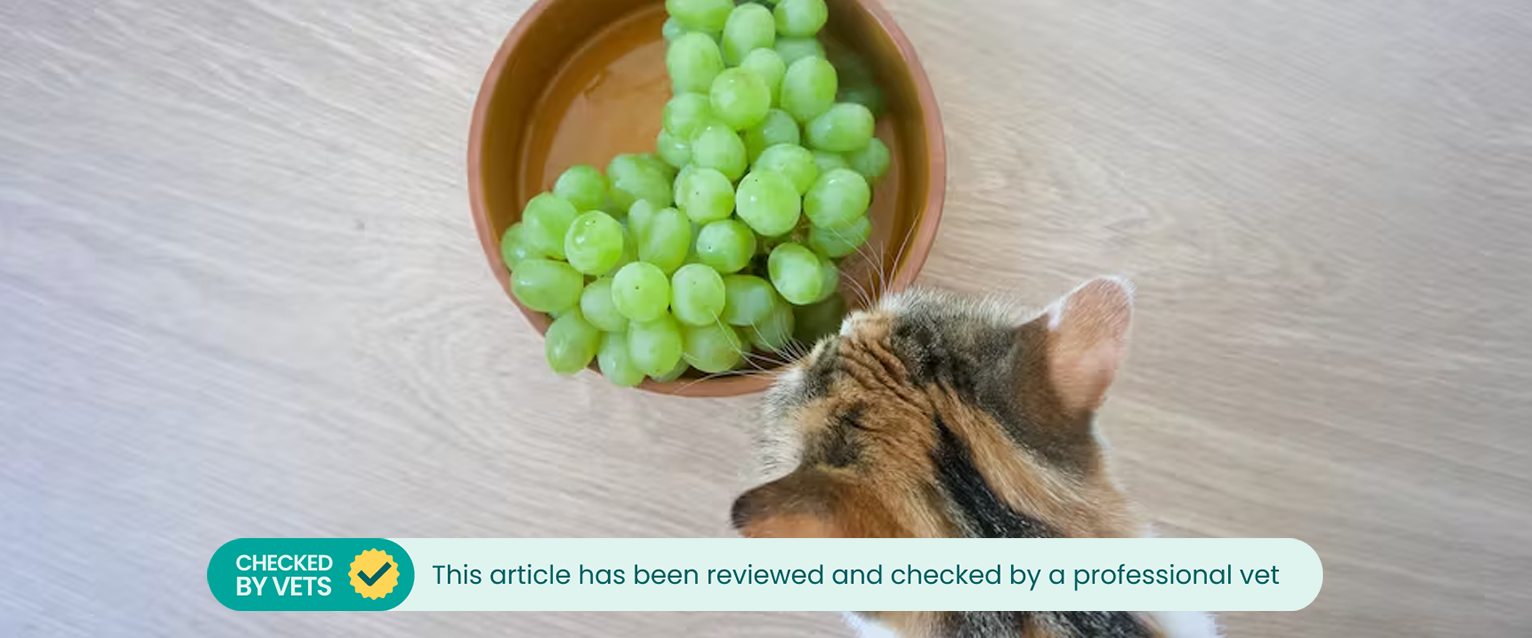 Can Cats Eat Grapes TrustedHousesitters Com   Cf92b72e 1cb9 4f45 Af9f 7238db9ad740 Grapes   Checked By Vet 