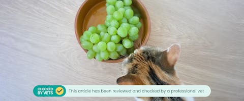 A cat peering over a bowl of green grapes