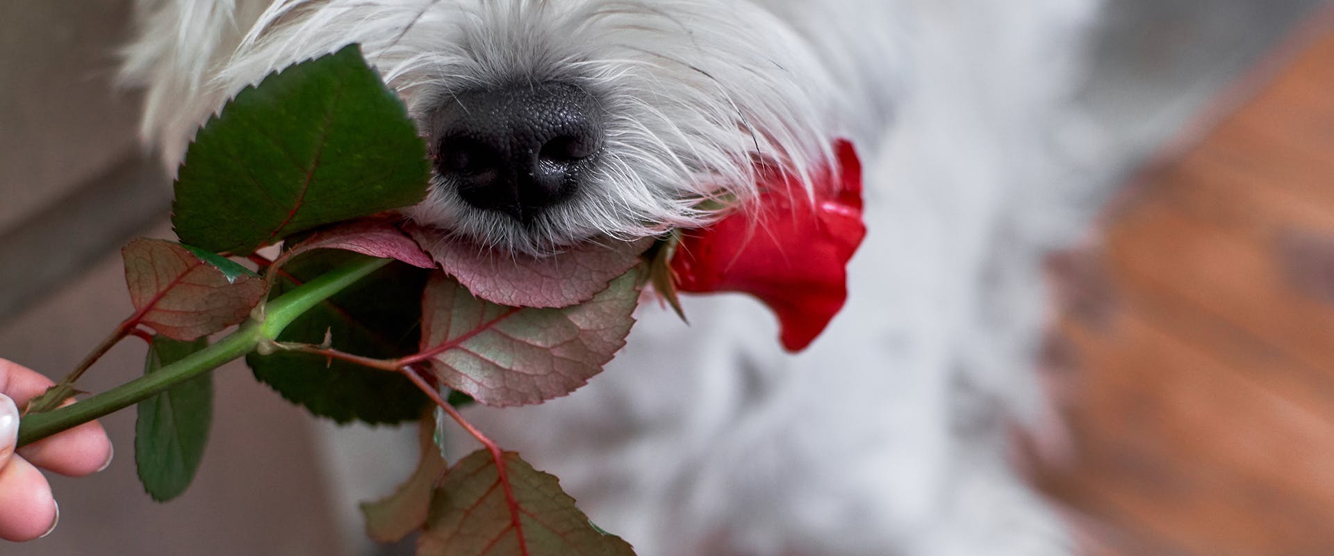 A close up of a dog's mouth holding a single red rose