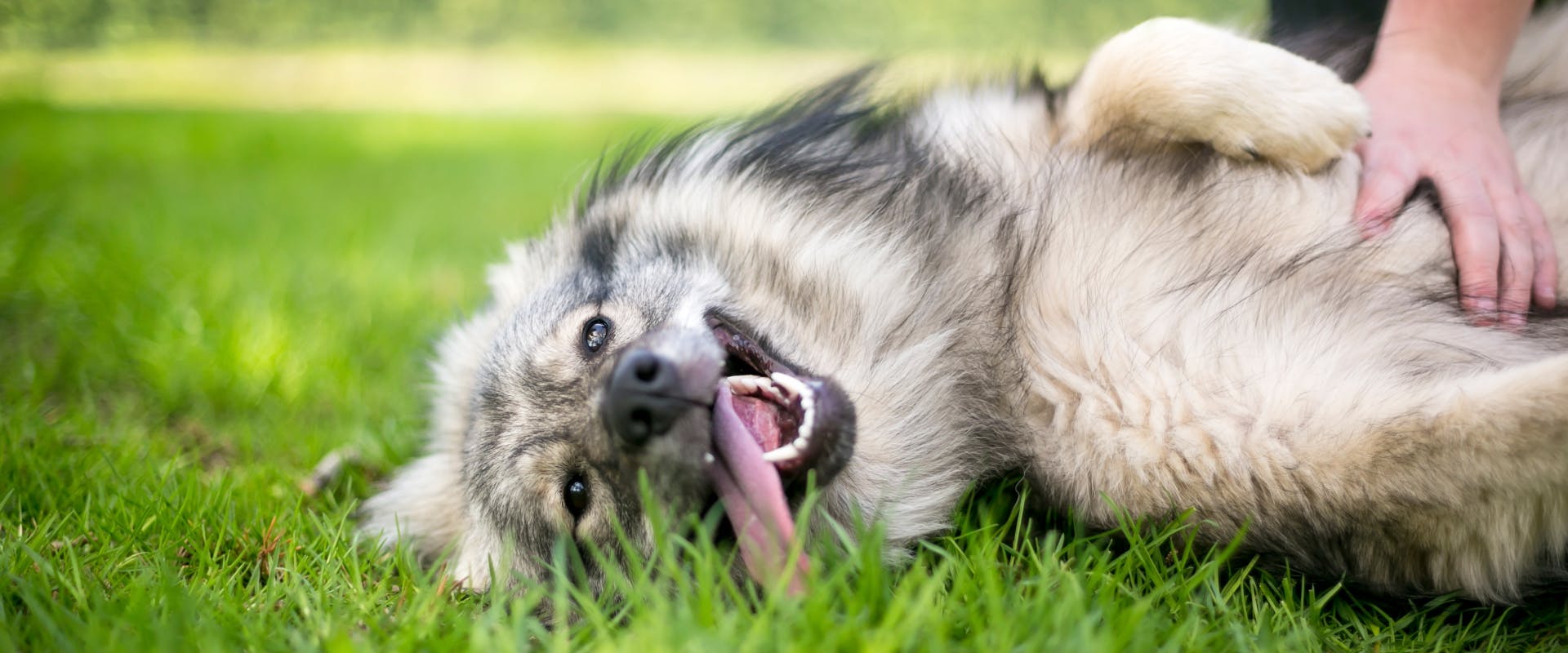 A dog showing belly with tongue lolling out.