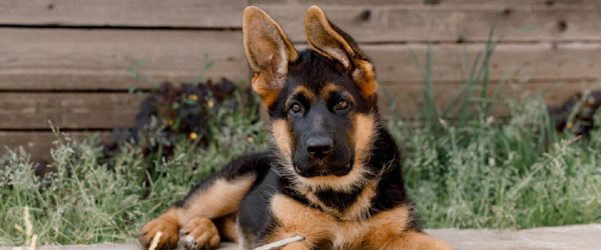 at what age german shepherd ears stand up