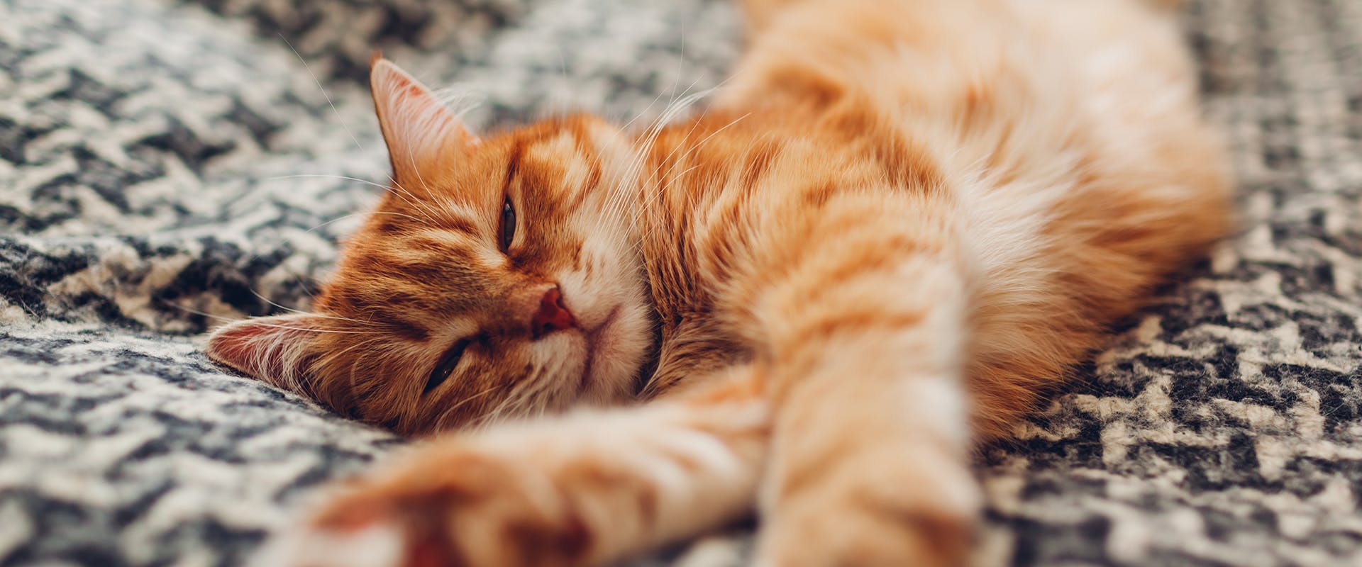 Why do cats sleep on you? A ginger cat sprawled out on a grey blanket