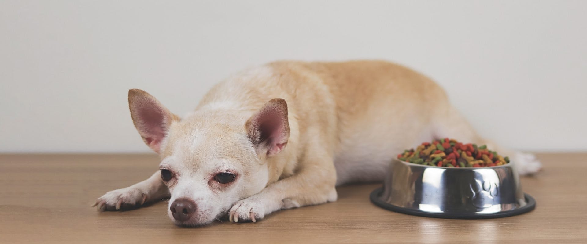 Chihuahua dog lying by their food and refusing to eat.