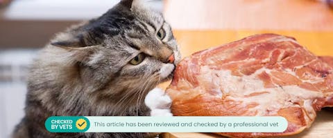 Cat nibbling on a piece of pork