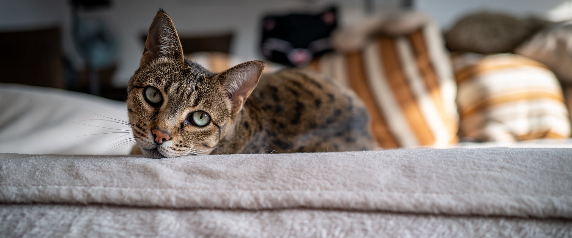 A Savannah cat laying on a bed